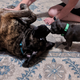 XL snoot & tiny booper